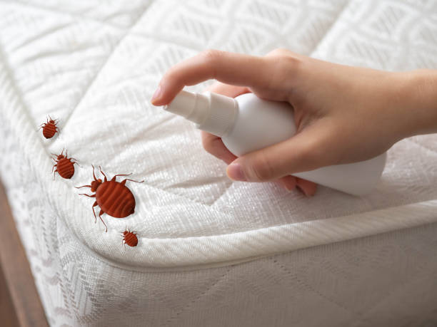 Best Pest Control Treatment  in Quartzsite, AZ